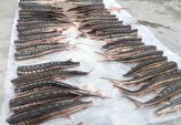 پیشرفت 52 درصدی پایانه صادراتی ماهیان خاویاری مازندران